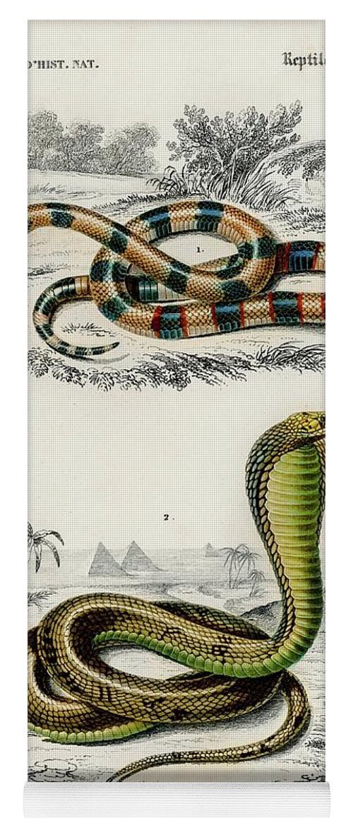 Background Yoga Mat featuring the painting Coral Snake Elaps Corallinus and Egyptian Cobra Naja Hoje illustrated by Charles Dessalines by Shop Ability