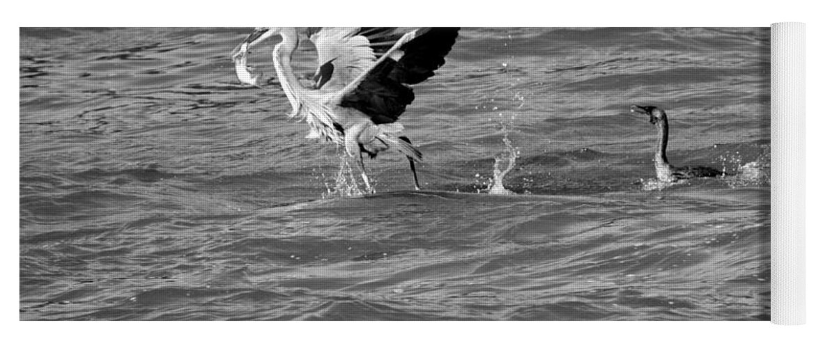 Conowingo Yoga Mat featuring the photograph Cormorant Chasing A Heron With A Fish Black And White by Adam Jewell