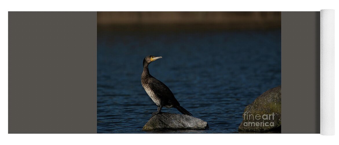 Bird Yoga Mat featuring the photograph Cormorant perched by Stephen Melia