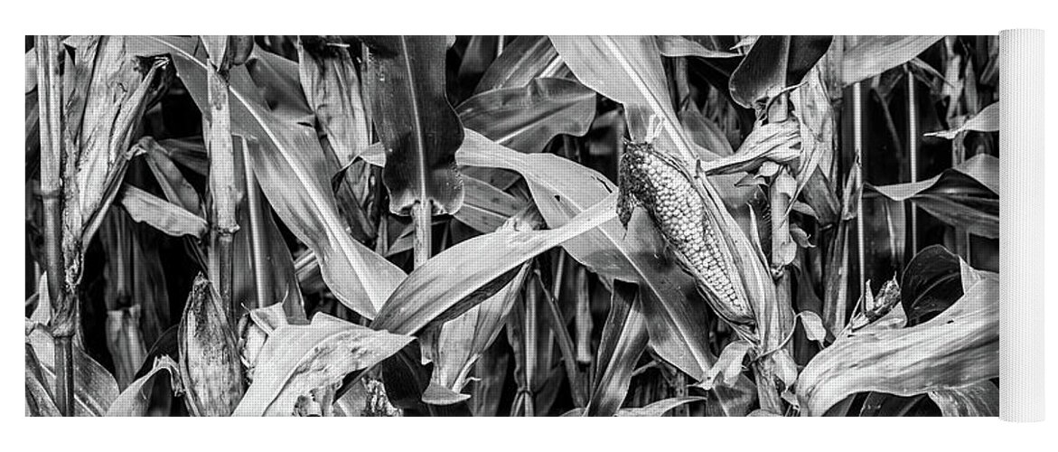 Delaware Water Gap National Park Yoga Mat featuring the photograph Corn Field Black and White Photography by Amelia Pearn