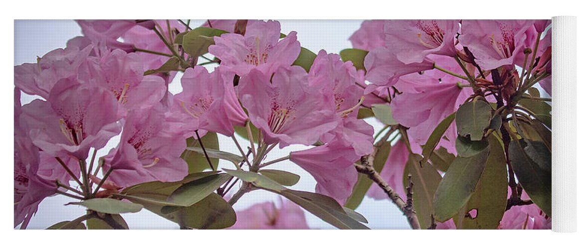 Rhododendron Yoga Mat featuring the photograph Cornell Botanic Gardens #6 by Mindy Musick King