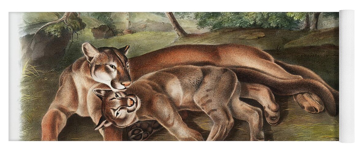 America Yoga Mat featuring the mixed media Cougar, Cougars. John Audubon by World Art Collective