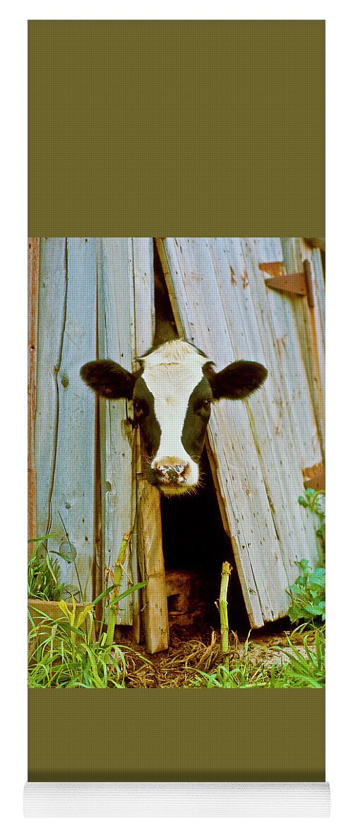 Cow Yoga Mat featuring the photograph Cow Trap by R C Fulwiler