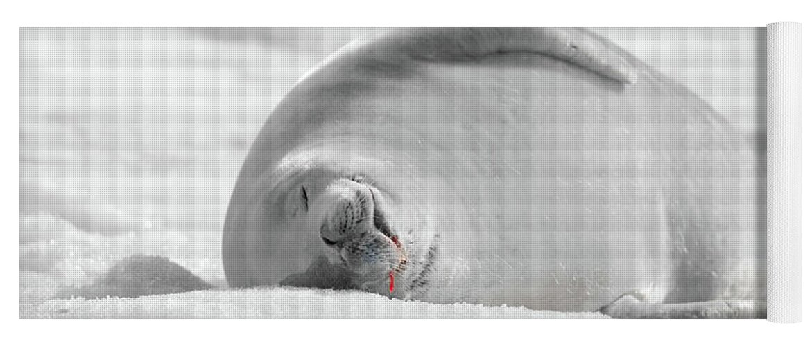 04feb20 Yoga Mat featuring the photograph Crabeater Seal Frozen Drool Pile BW-SC by Jeff at JSJ Photography