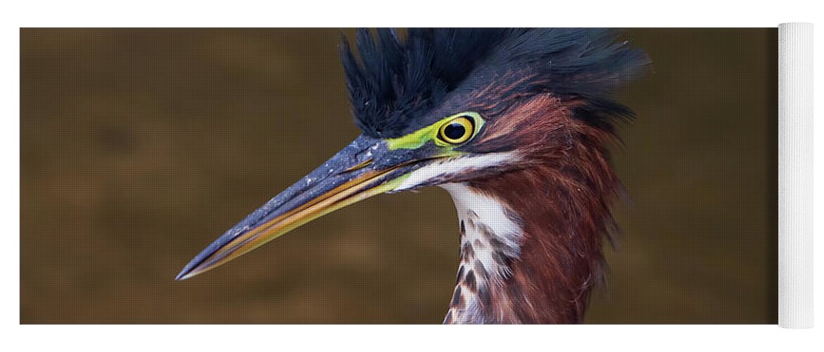 Butorides Virescens Yoga Mat featuring the photograph Crest of the Green Heron by Chad Meyer