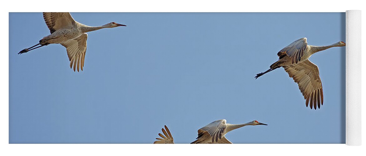 Bird Yoga Mat featuring the photograph Crex Meadows Sandhill Crane Flight by Natural Focal Point Photography