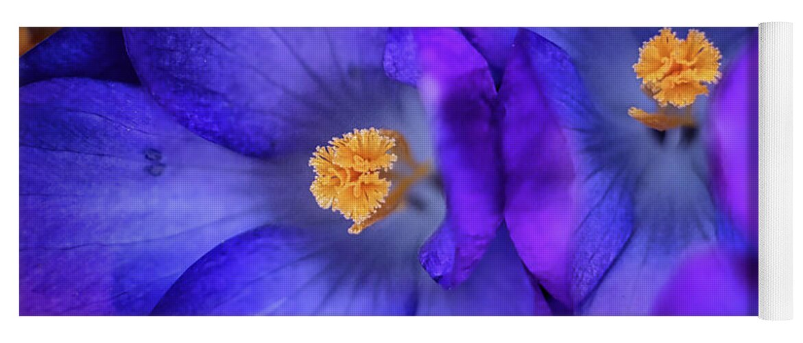 Flower Yoga Mat featuring the photograph Crocus by Dan Eskelson