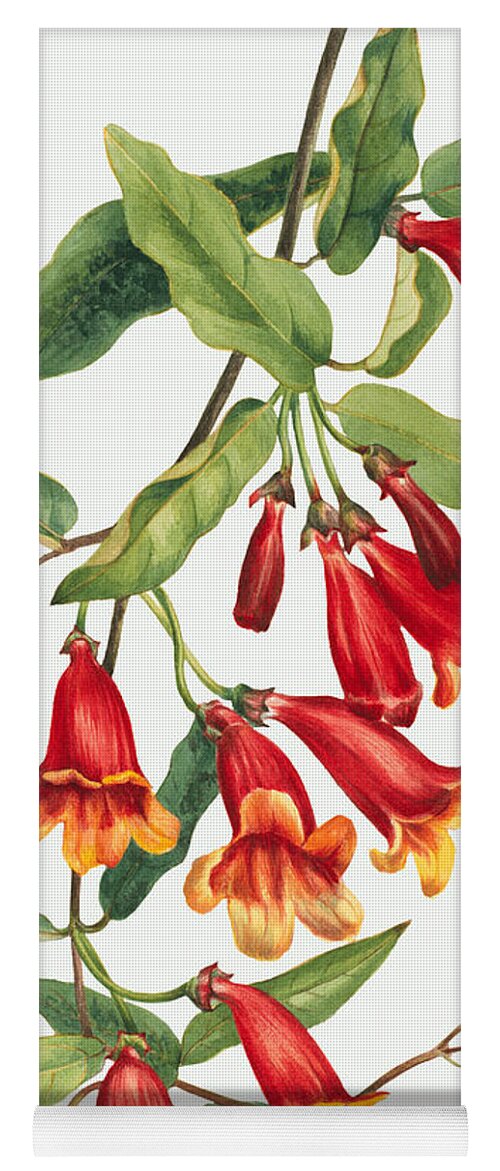 Crossvine Yoga Mat featuring the painting Crossvine flowers by Mary Vaux Walcott by World Art Collective