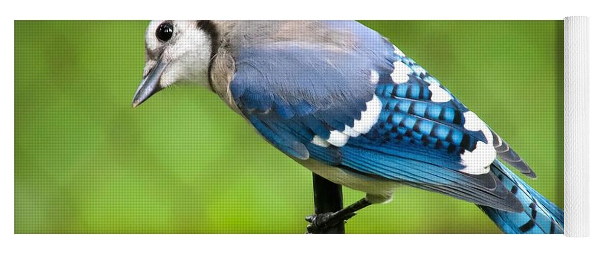  Yoga Mat featuring the photograph Curious Blue Jay by Jack Wilson