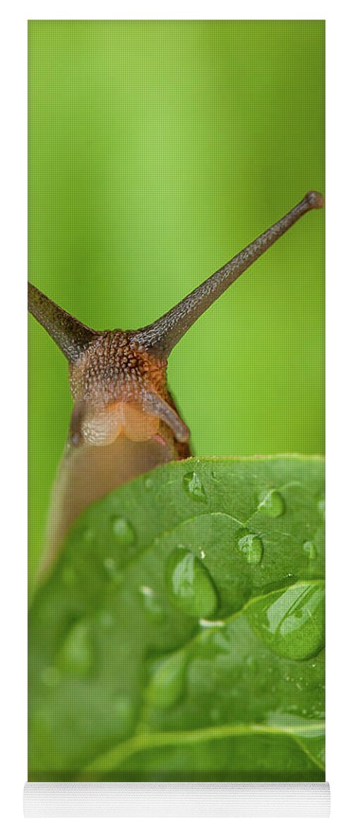 Garden Yoga Mat featuring the photograph Cute garden snail long tentacles on leaf by Simon Bratt