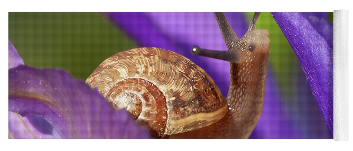 Snail Yoga Mat featuring the photograph Cute garden snail on purple flower by Simon Bratt
