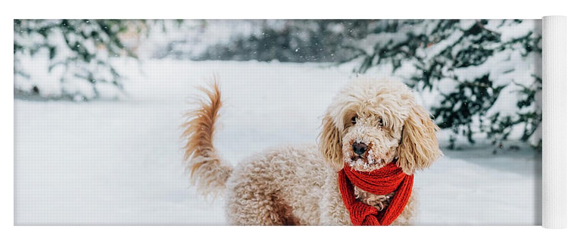 Dog Yoga Mat featuring the photograph Cute little dog with red scarf in the snow by Jelena Jovanovic