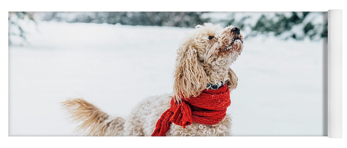 Dog Yoga Mat featuring the photograph Cute little dog with red scarf playing in snow. by Jelena Jovanovic