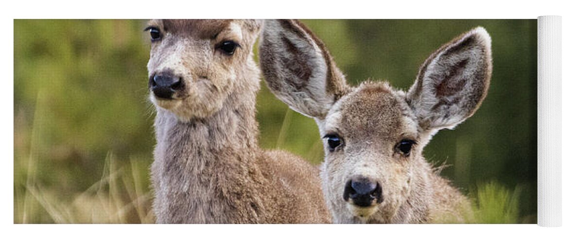 Deer Yoga Mat featuring the photograph Cute Mule Deer Herd by Steven Krull