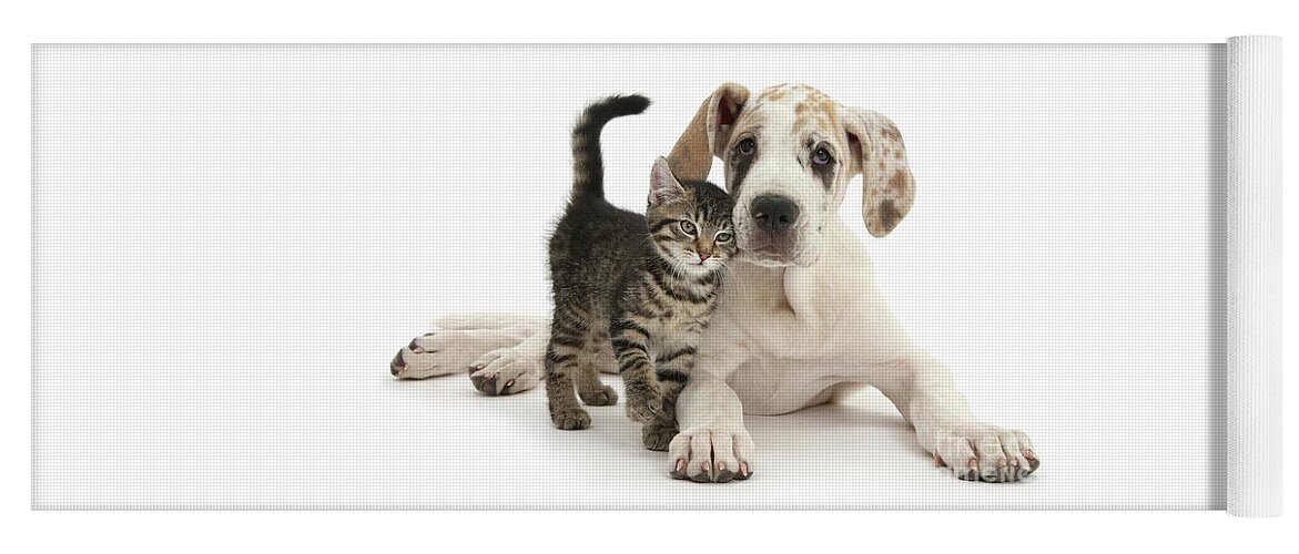 Great Dane Yoga Mat featuring the photograph Cute tabby kitten with Great Dane puppy by Warren Photographic