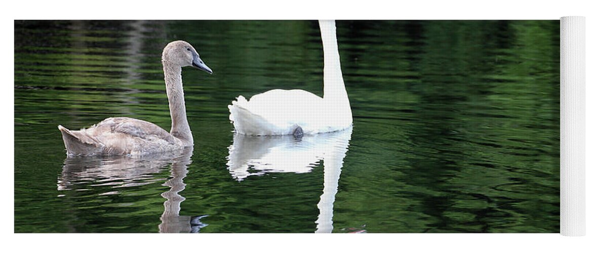 Spring Lake Park Yoga Mat featuring the photograph Cygnet with Mom by Robert Carter
