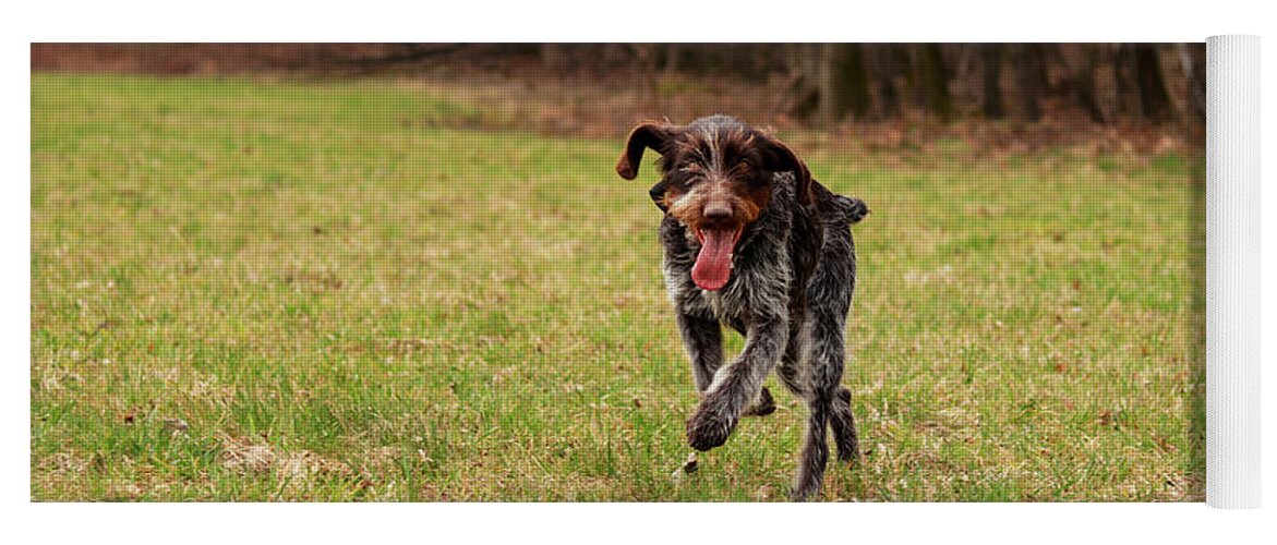 Bohemian Wire Yoga Mat featuring the photograph Czech pointer enjoys her freedom in wild nature after leaves the yard. Hunting dog with funny expression in meadow. by Vaclav Sonnek