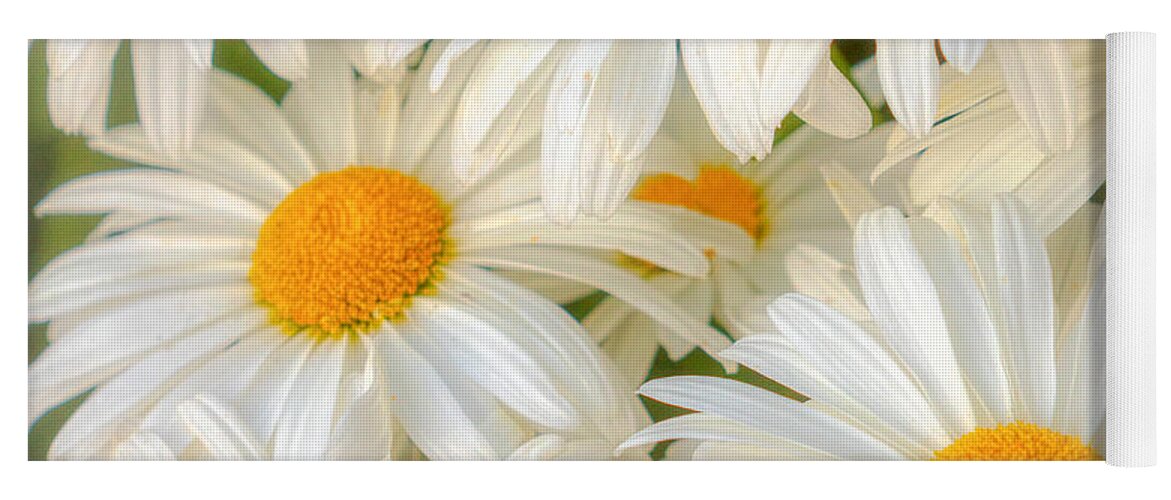 Daisies Yoga Mat featuring the photograph Daisies in a Square by Rod Best