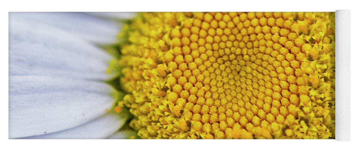 Daisy Yoga Mat featuring the photograph Daisy Detail in Color by Bob Decker