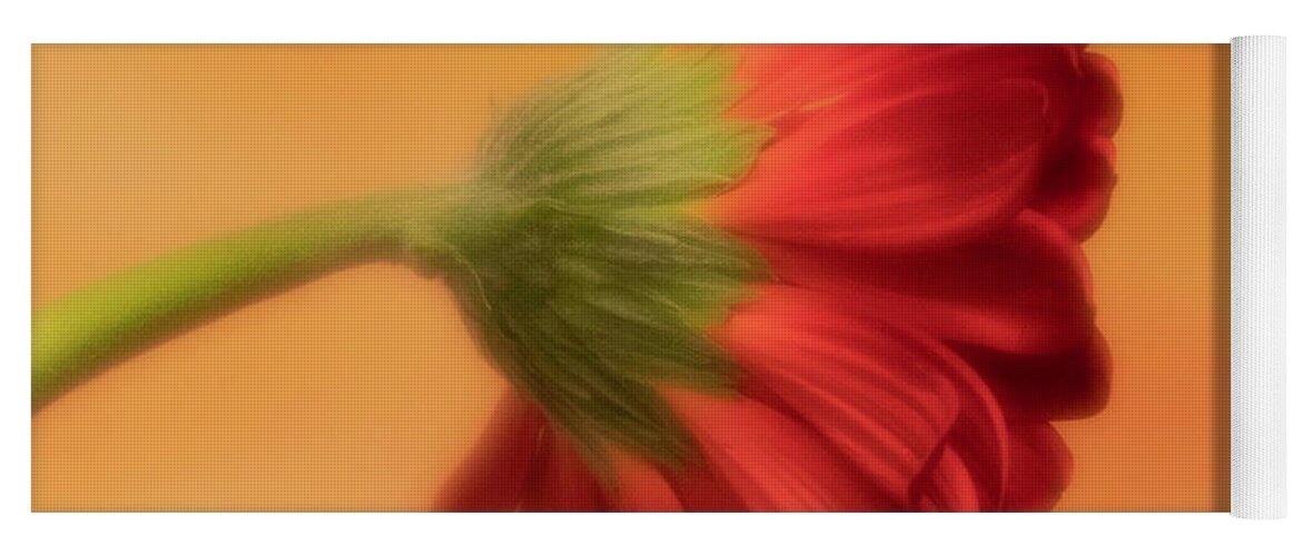 Gerber Daisy Yoga Mat featuring the photograph Daisy In Repose by Forest Floor Photography