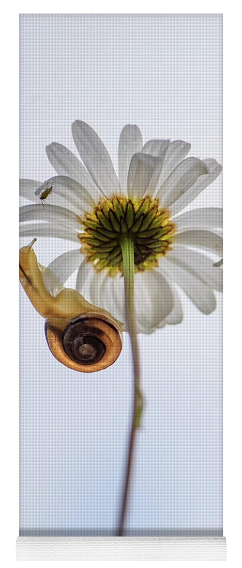 Snail Yoga Mat featuring the photograph Daisy with friends by Naomi Maya