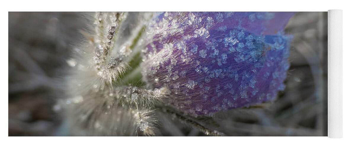 Frost Yoga Mat featuring the photograph Dawn Frost On A Spring Crocus by Karen Rispin