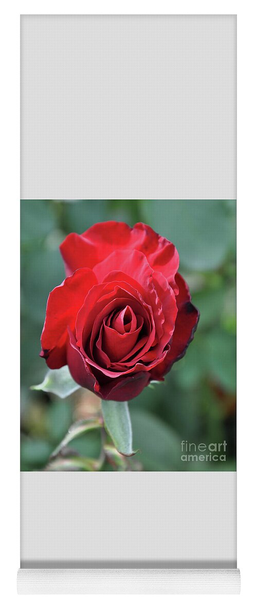 Red-rose Yoga Mat featuring the digital art Deep Red Rose Bloom by Kirt Tisdale