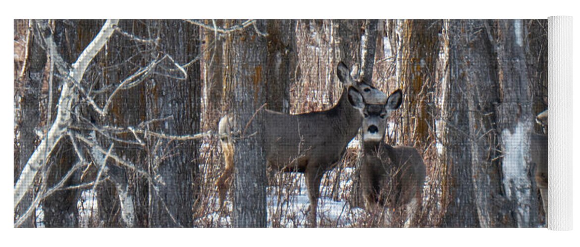 Deer Yoga Mat featuring the photograph Deer In Winter Woods by Karen Rispin