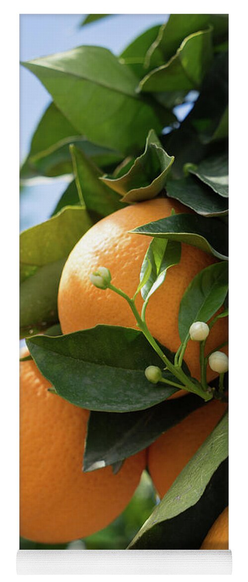 Orange Blossom Yoga Mat featuring the photograph Delicious oranges and white buds, orange blossom in Spain by Adriana Mueller