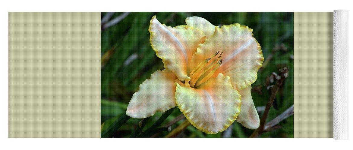 Daylily Yoga Mat featuring the photograph Desirable Daylily. by Terence Davis