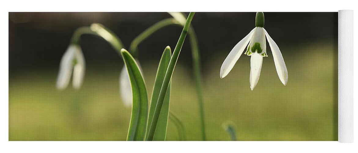 Misty Yoga Mat featuring the photograph Detail on Galanthus in morning times after long winter days. First spring flower on the garden. Galanthus nivalis grow up with amazing white bloom. Wonderful show. Concept of spring flowers by Vaclav Sonnek