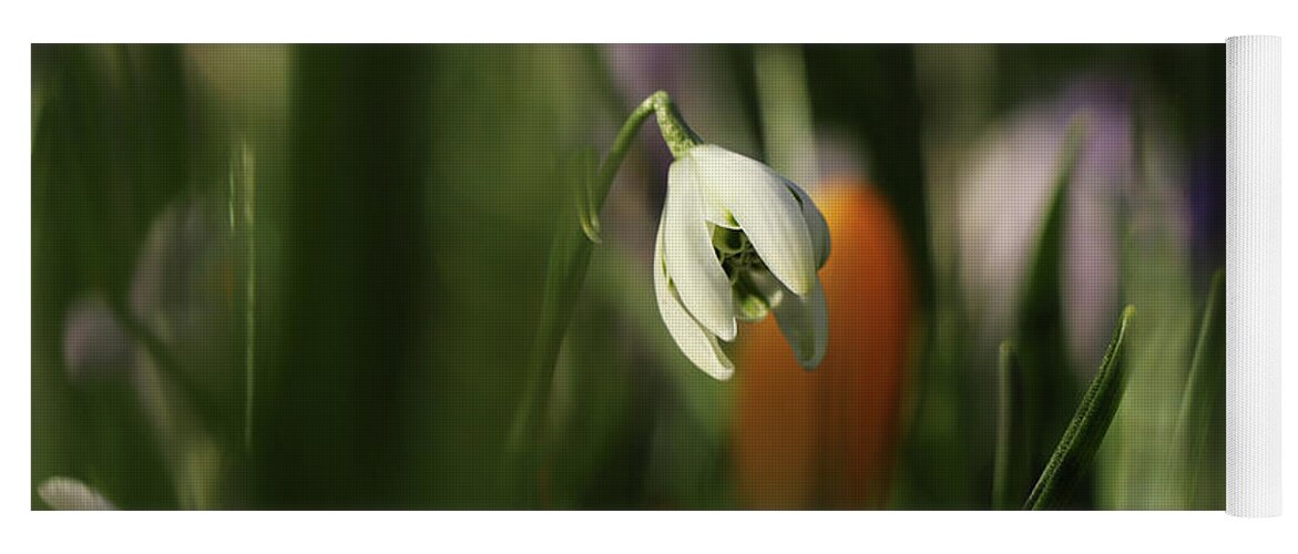 Misty Yoga Mat featuring the photograph Detail on white Galanthus between many green stems. Galanthus nivalis Viridapice. Wonderful white bloom hidden in the middle of grass. White and green. Beginning of spring time. by Vaclav Sonnek