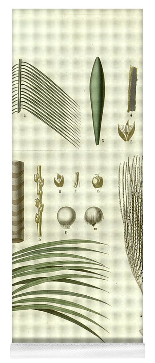 Details Yoga Mat featuring the photograph details of Palm tree parts u5 by Botany