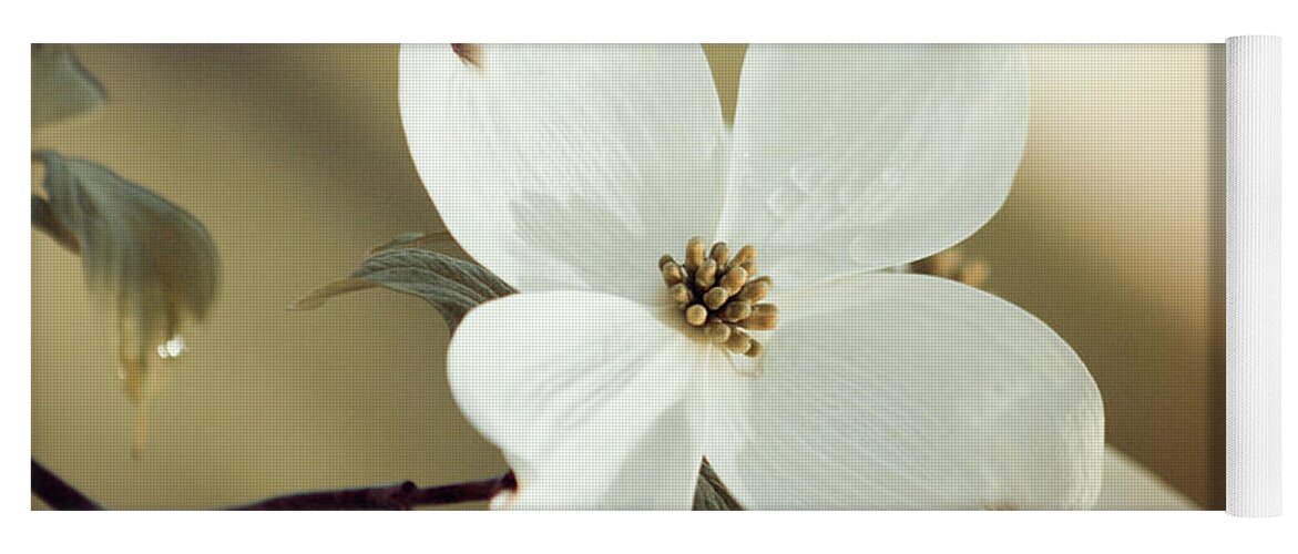 Dogwood; Dogwood Blossom; Blossom; Flower; Vintage; Macro; Close Up; Petals; Green; White; Calm; Horizontal; Leaves; Tree; Branches Yoga Mat featuring the photograph Dogwood in Autumn Hues by Tina Uihlein