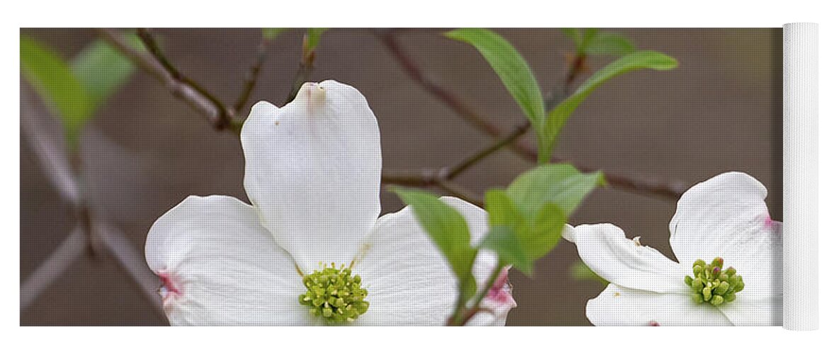 Dogwood Yoga Mat featuring the photograph Dogwood In Spring #3 by Mindy Musick King