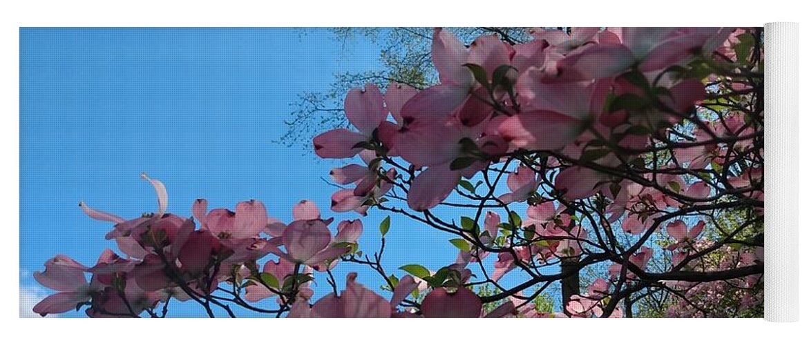 Sky Yoga Mat featuring the photograph Dogwood Tree and Blue Skies by Christopher Lotito