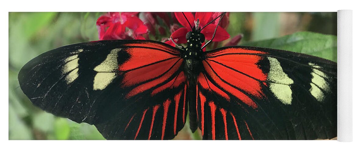 Doris Longway Butterfly Yoga Mat featuring the photograph Doris Longwing Butterfly in Ecuador by Matthew Bamberg