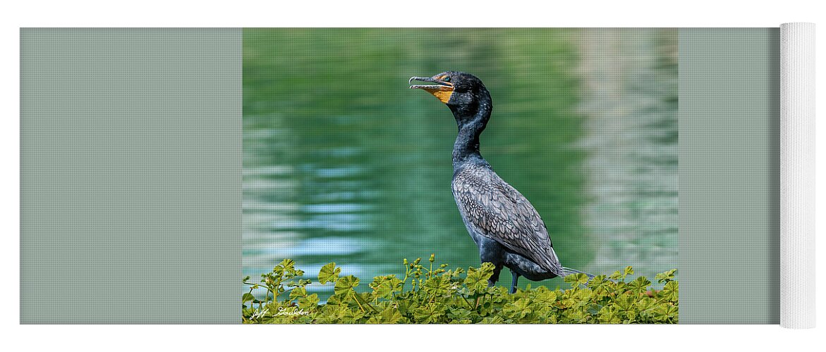 Adult Yoga Mat featuring the photograph Double-Crested Cormorant by Jeff Goulden
