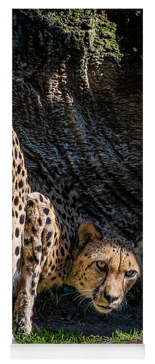 Animals Yoga Mat featuring the photograph Down-low Cheetah by David Levin
