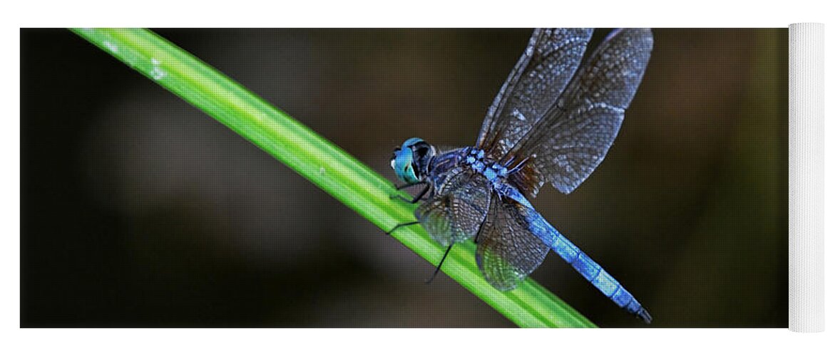 Photo Yoga Mat featuring the photograph Dragonfly on Grass by Evan Foster