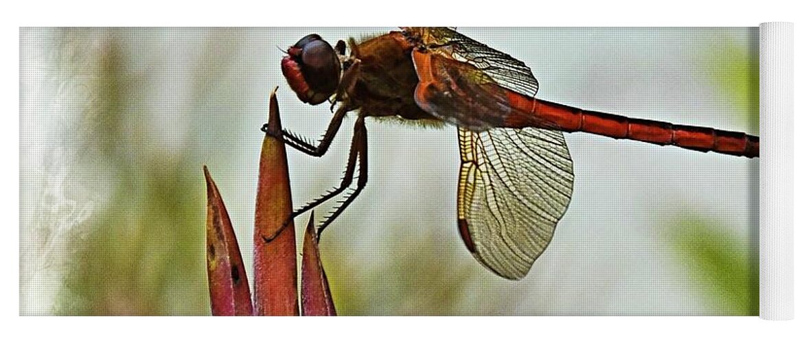 Dragonfly Yoga Mat featuring the photograph Dragonfly with vignette by Bill Barber