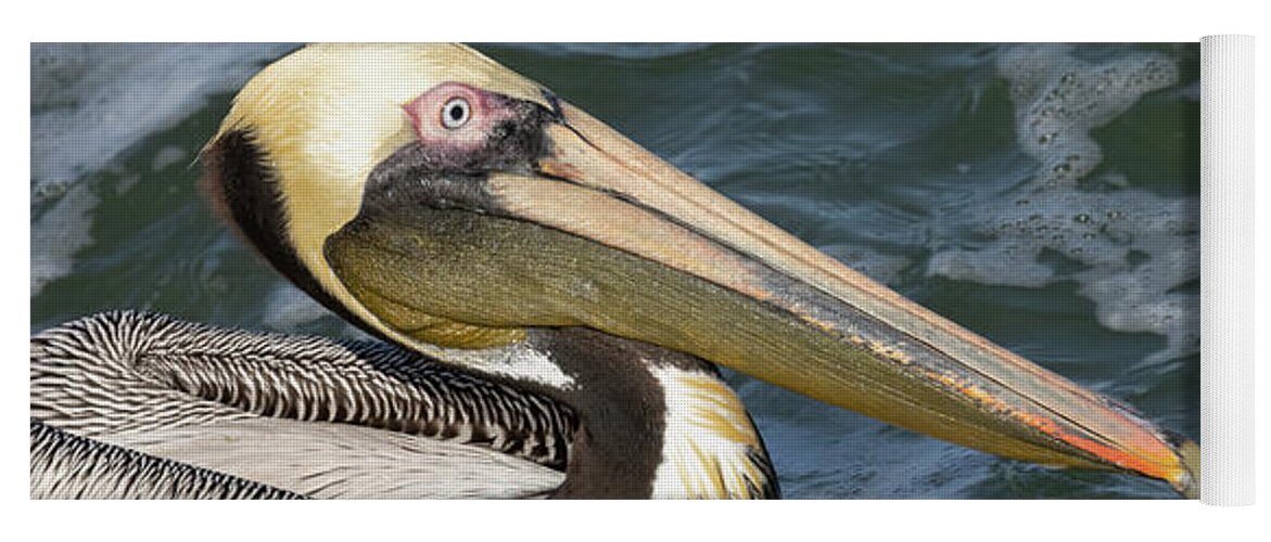Birds Yoga Mat featuring the photograph Drooling Brown Pelican by RD Allen
