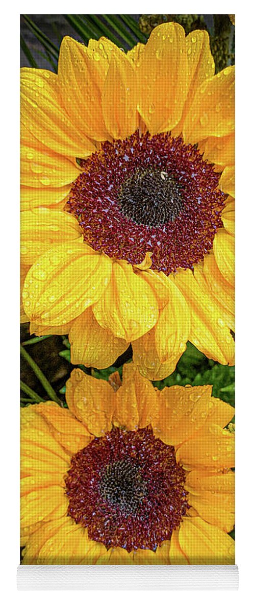 Flower Yoga Mat featuring the photograph Dual sunflowers by Jim Feldman