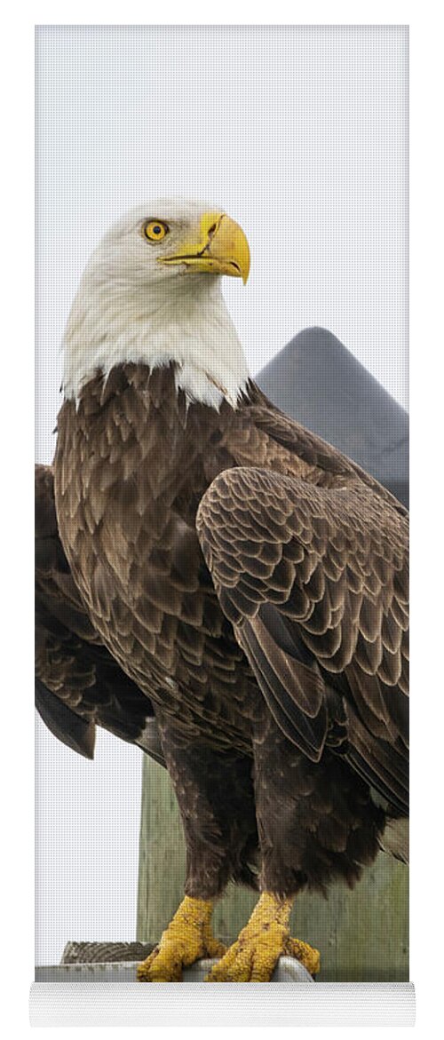 Eagle Yoga Mat featuring the photograph Eagle Perched on Sign by Tom Claud