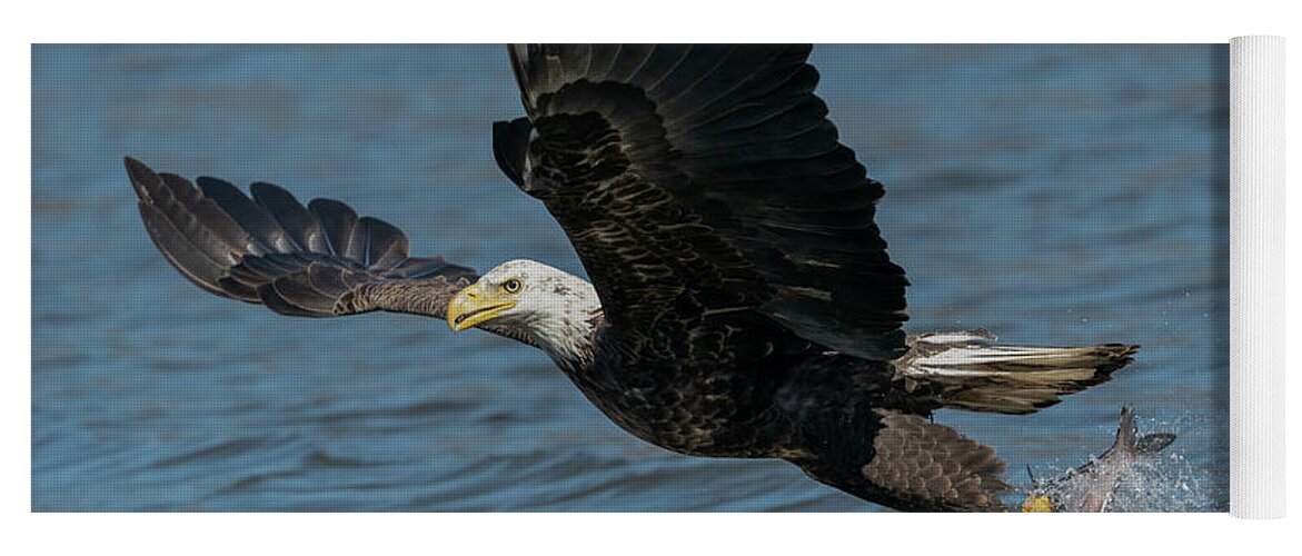Eagle Yoga Mat featuring the photograph Eagle with catch of the day by Sam Rino