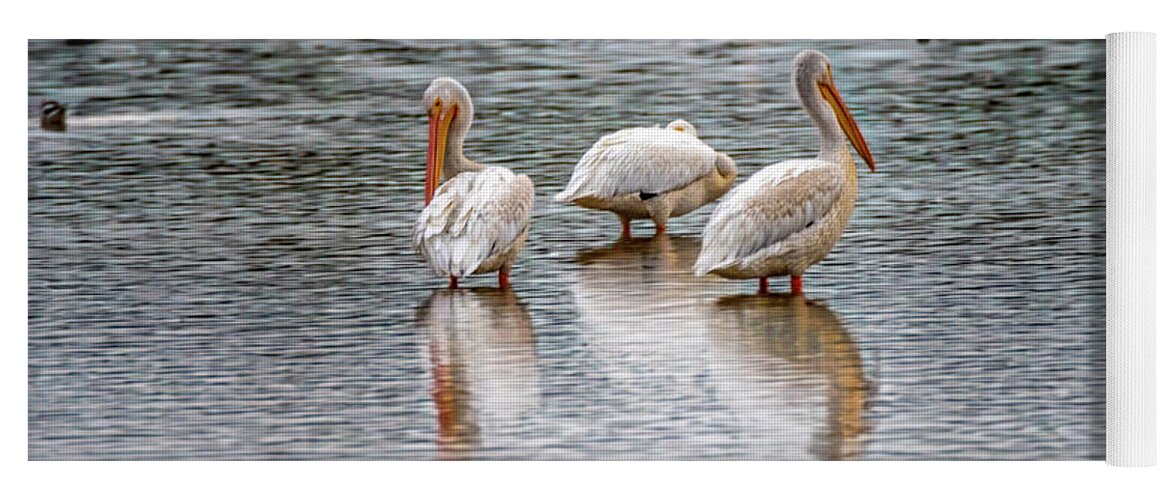 American White Pelican Yoga Mat featuring the photograph Early Morning Pelicans by Debra Martz