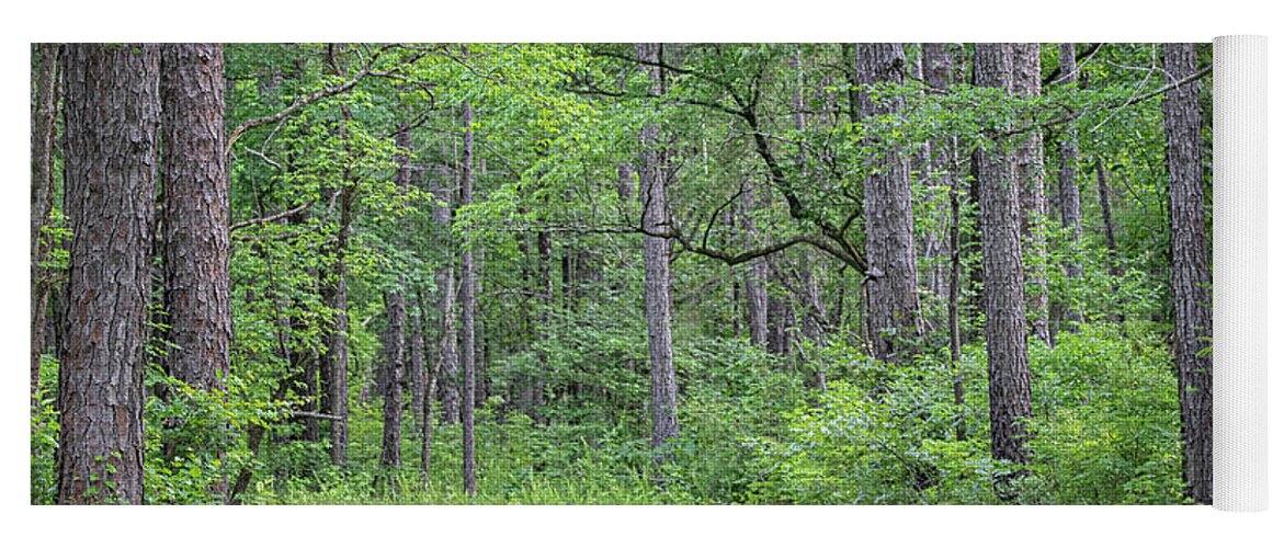 Woodlands Yoga Mat featuring the photograph Early Summer in the Croatan National Forest - North Carolina by Bob Decker