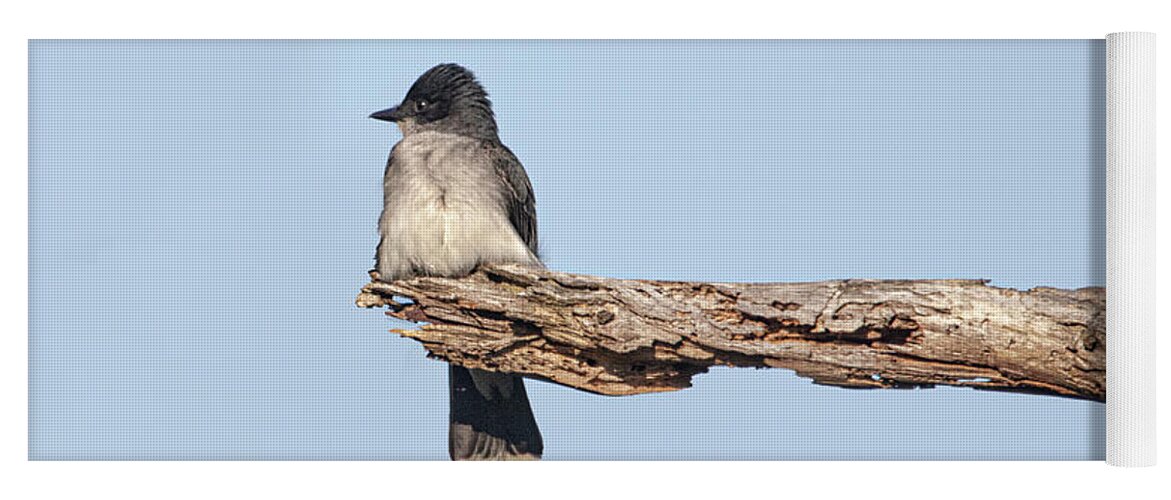 Eastern Kingbird Yoga Mat featuring the photograph Eastern Kingbird on Lookout in the Croatan National Forest. by Bob Decker