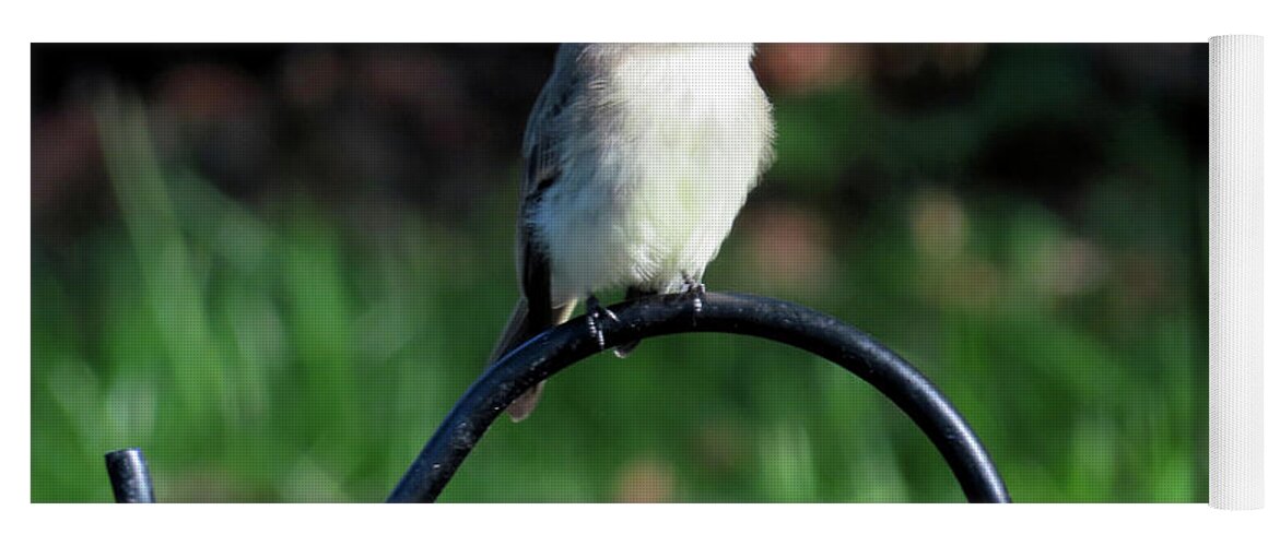 Birds Yoga Mat featuring the photograph Eastern Phoebe by Linda Stern