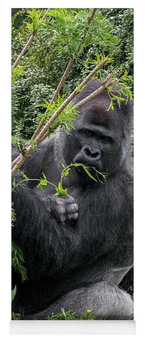 Western Lowland Gorilla Yoga Mat featuring the photograph Eating Silverback Gorilla by Arterra Picture Library